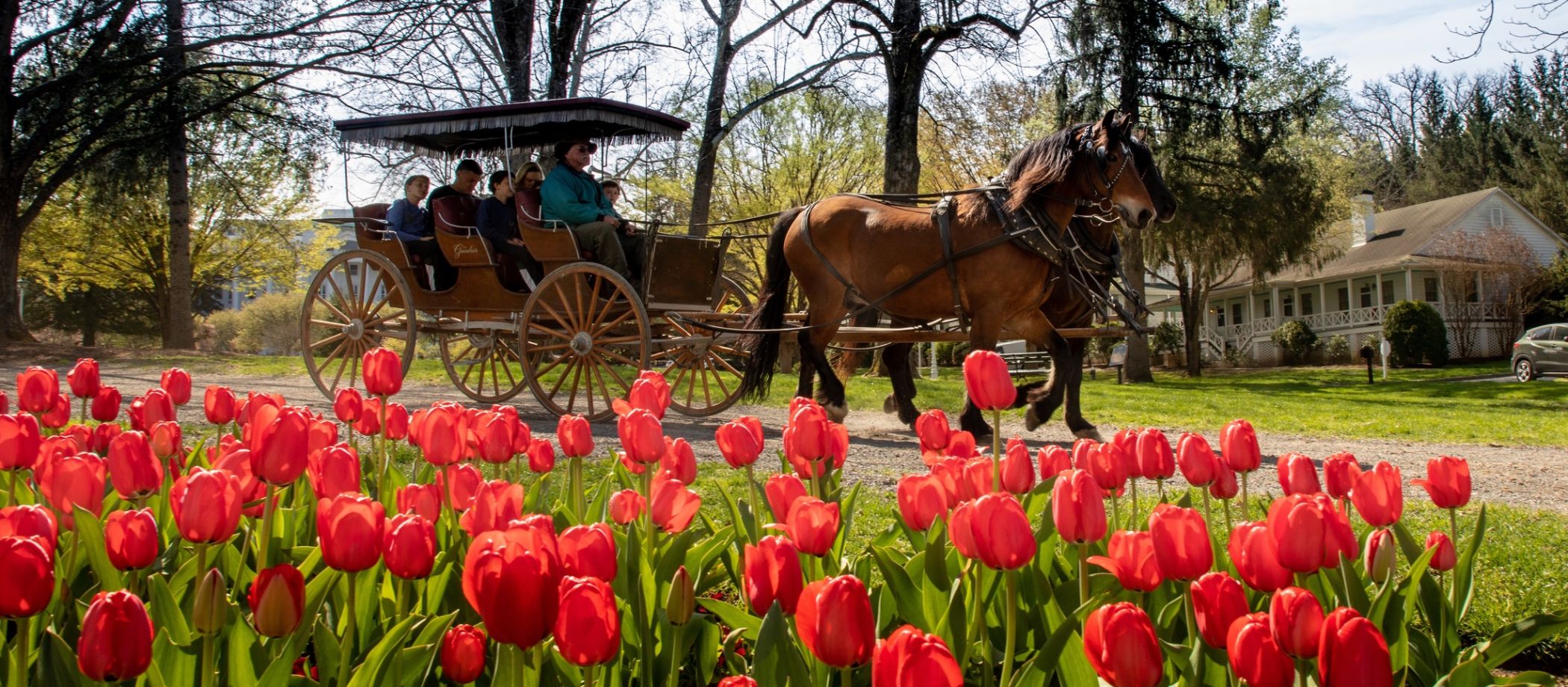 carriage-ride-with-tulips-in-garden