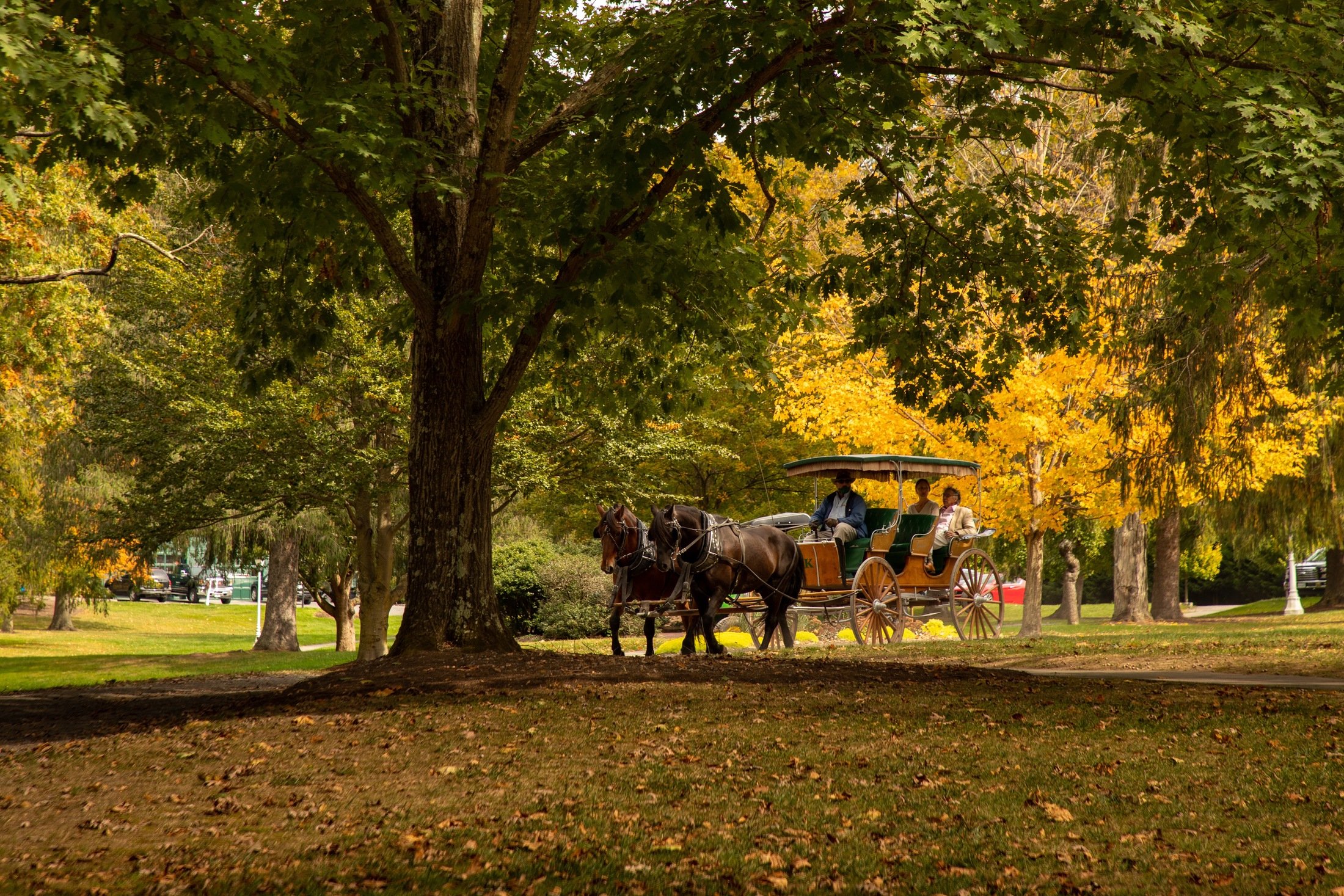 carriage-ride-in-park