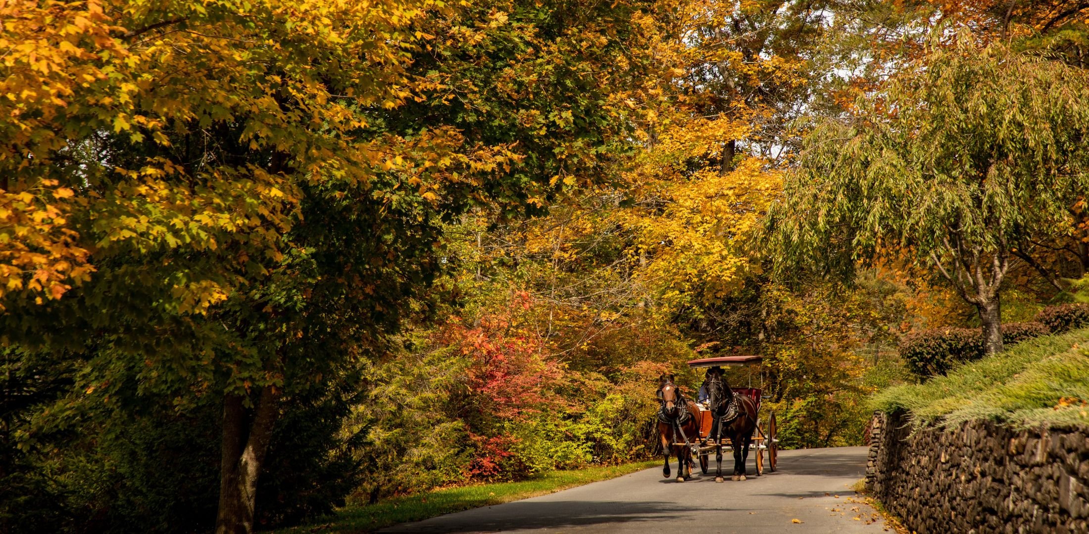 Carriage Ride - Fall