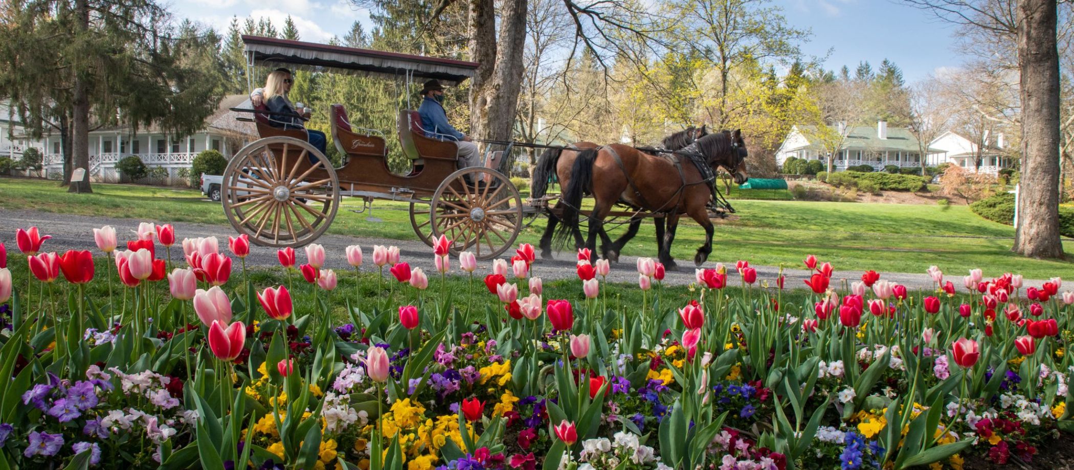 Carriage Ride - Spring