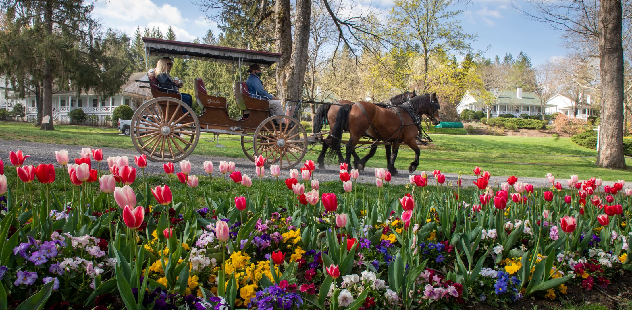 Carriage Ride - Spring