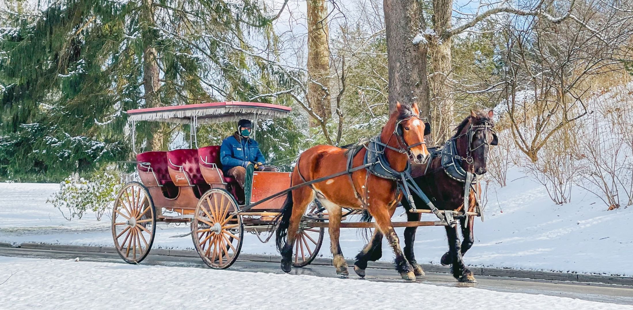 Carriage Ride - Winter