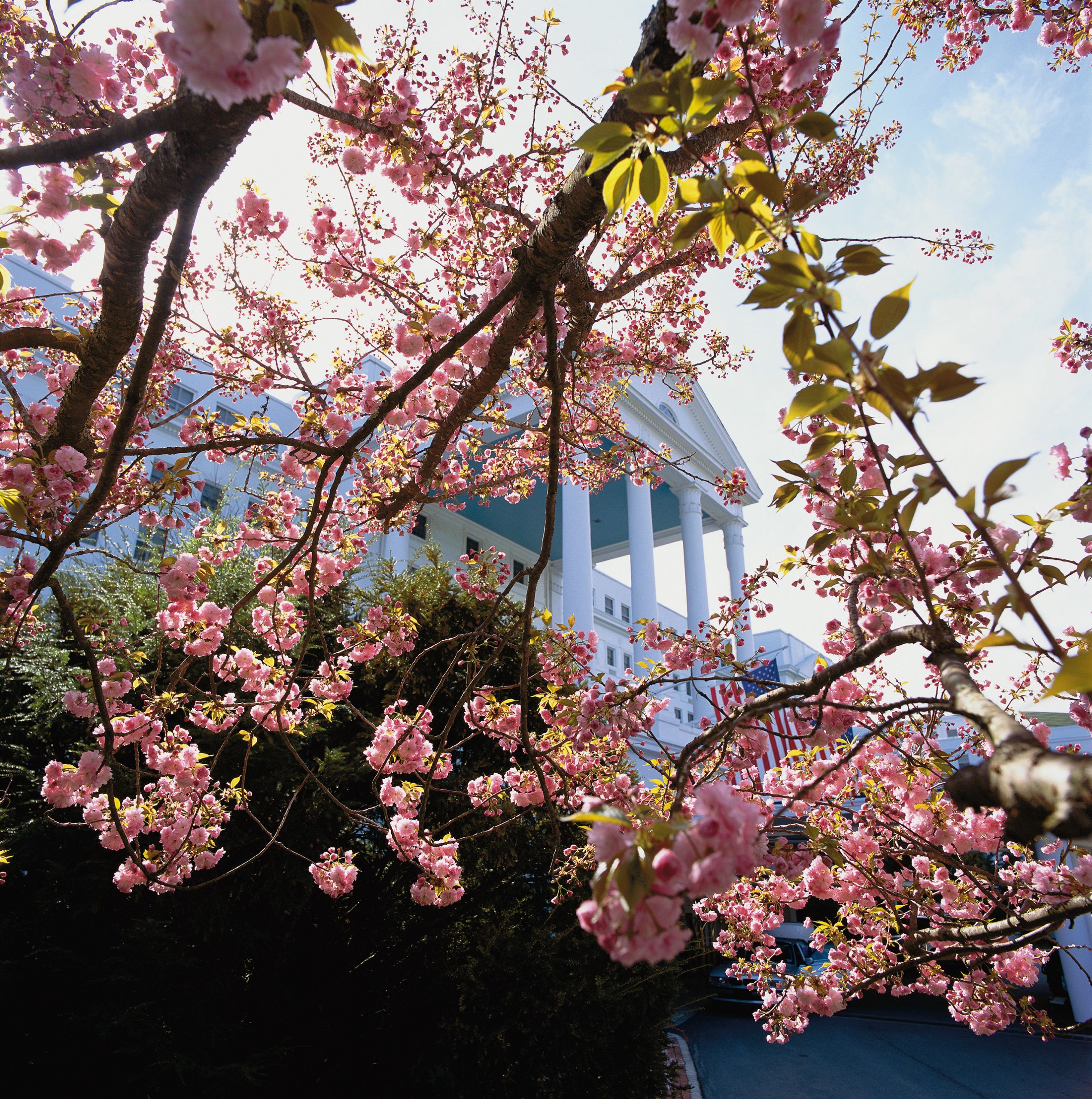 Flowers in bloom