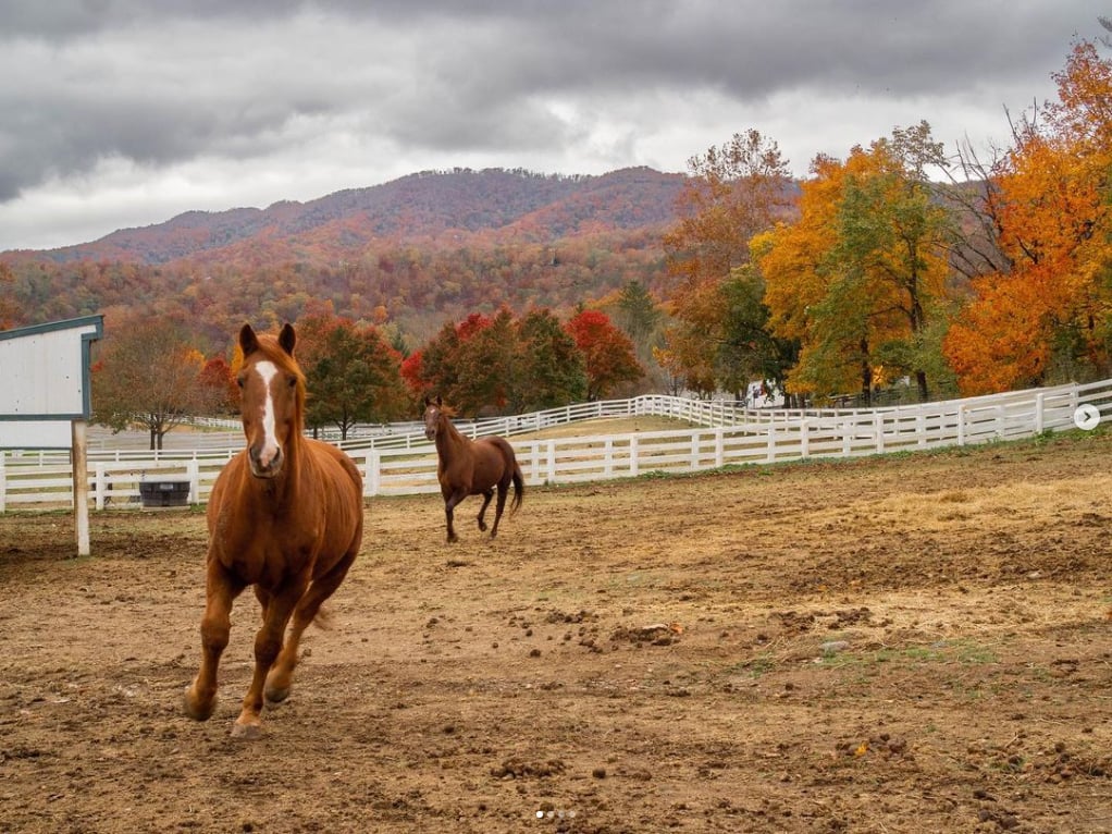 Two horses in a field