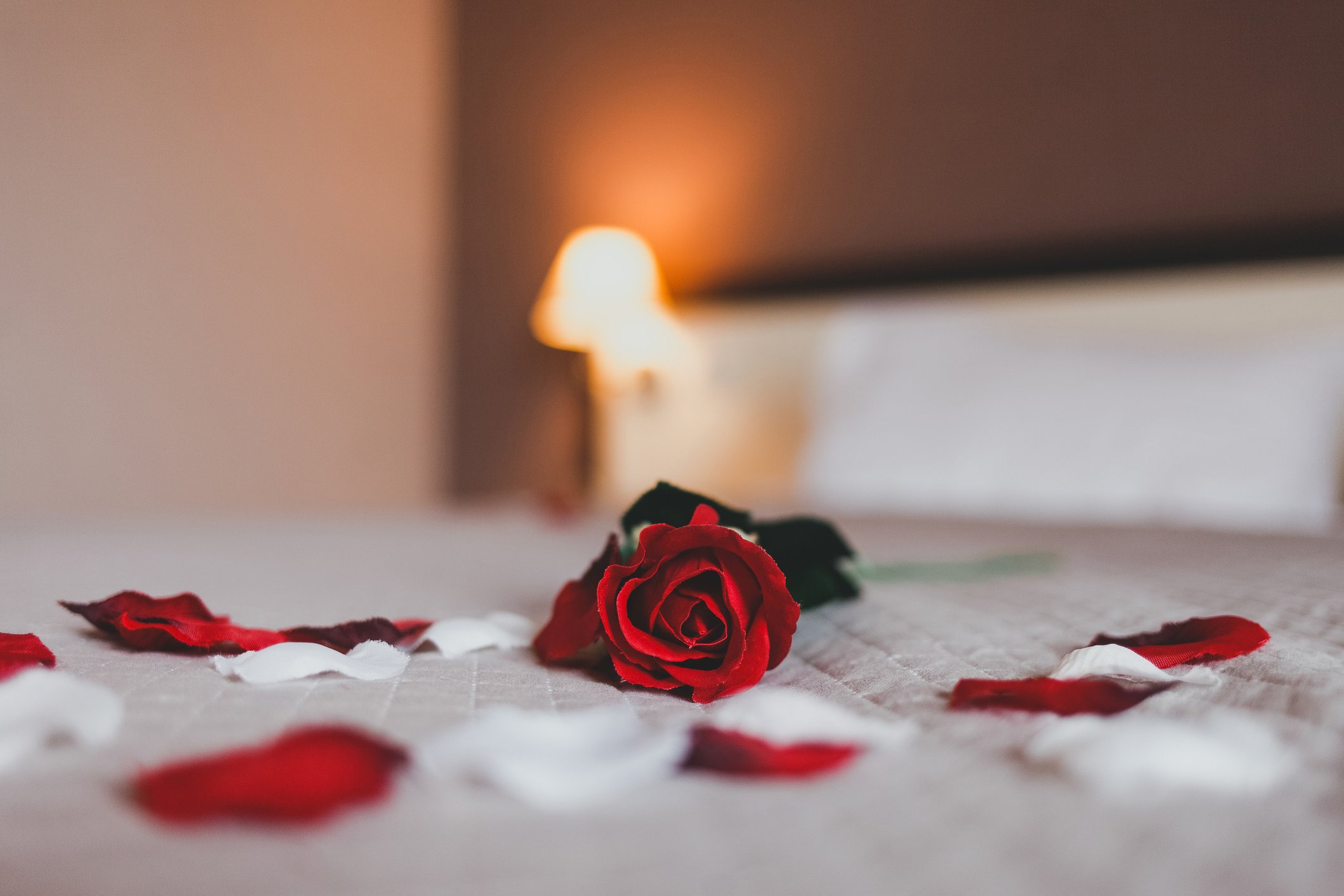 Rose on a bed