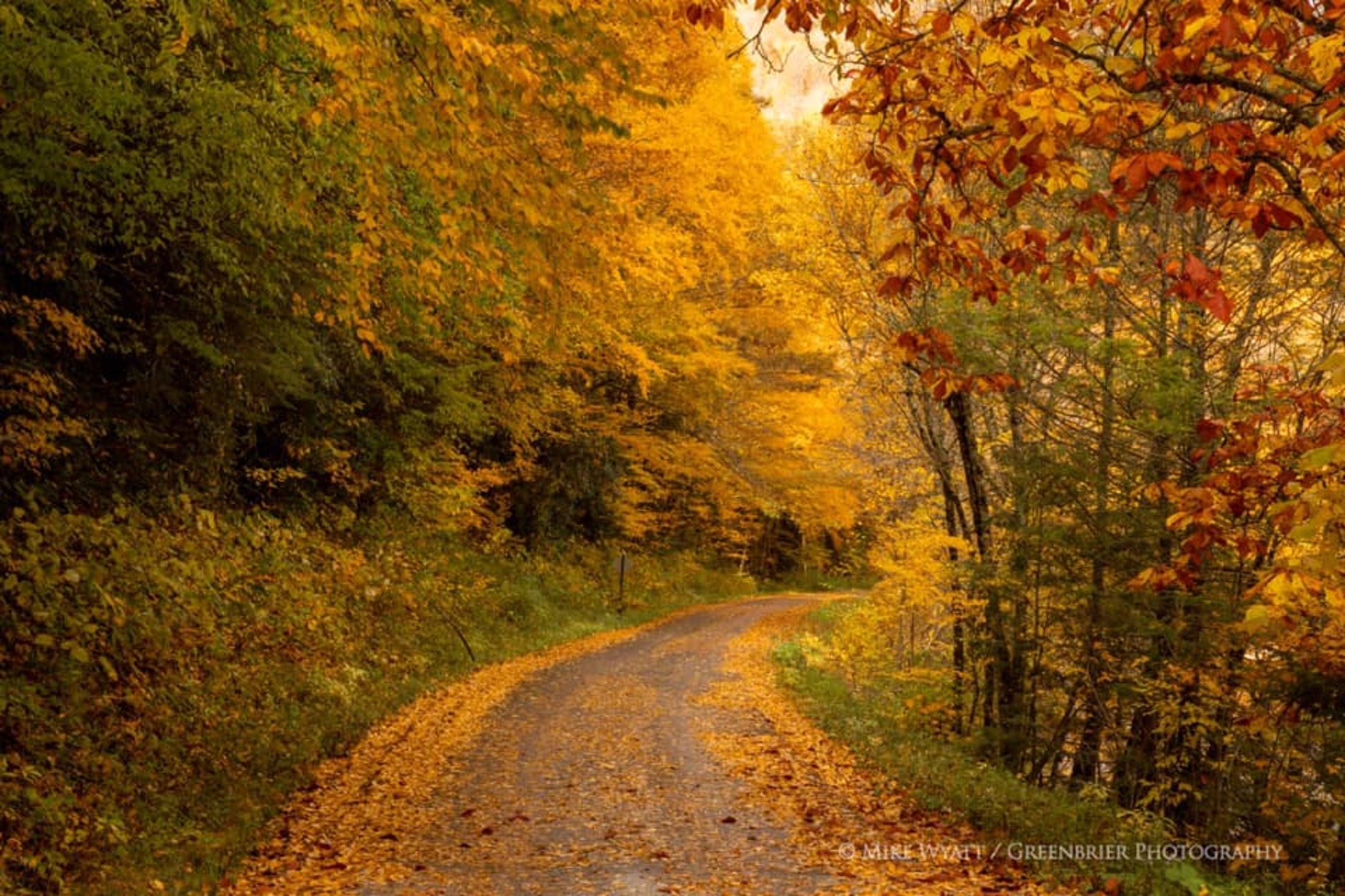 road-with-autumn-trees-all-orange