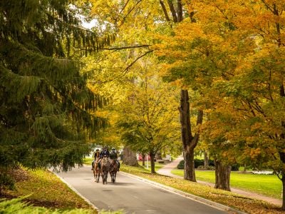 group-horse-back-riding-park