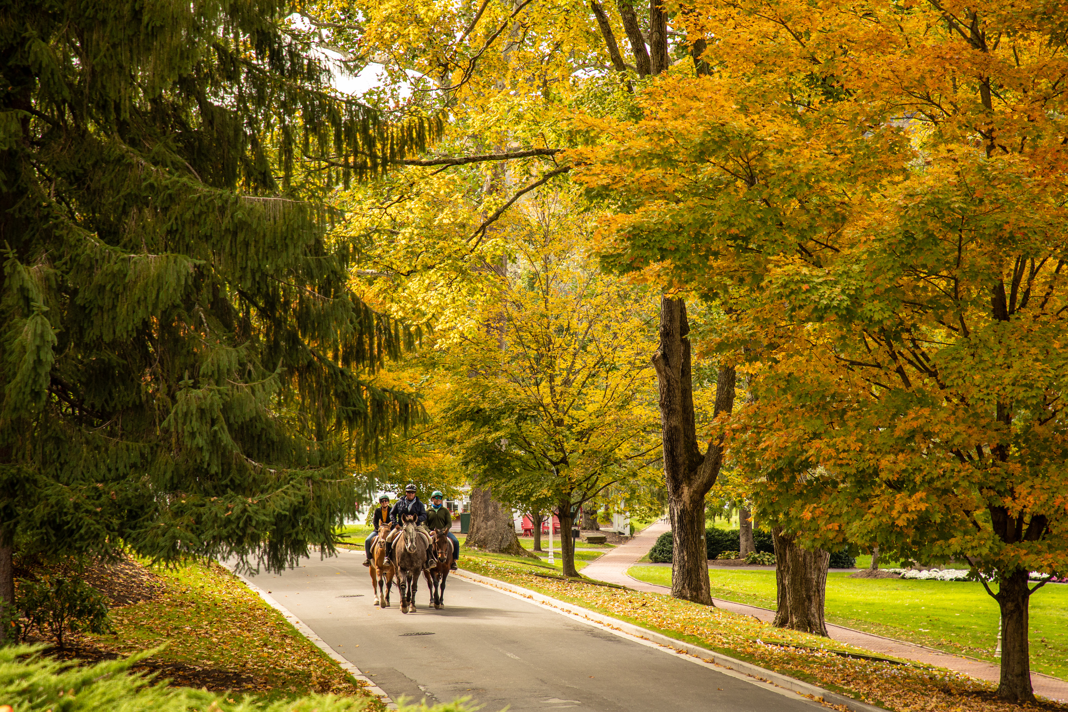 group-horse-back-riding-park