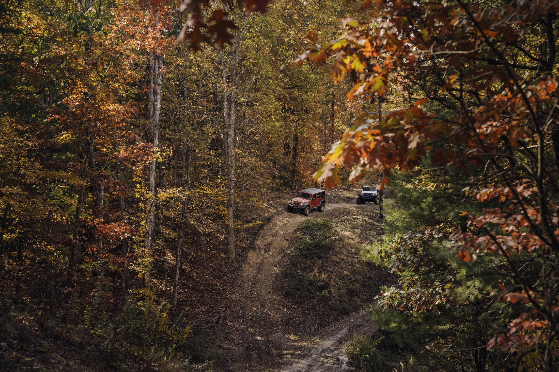 Jeep-driving-through-forest