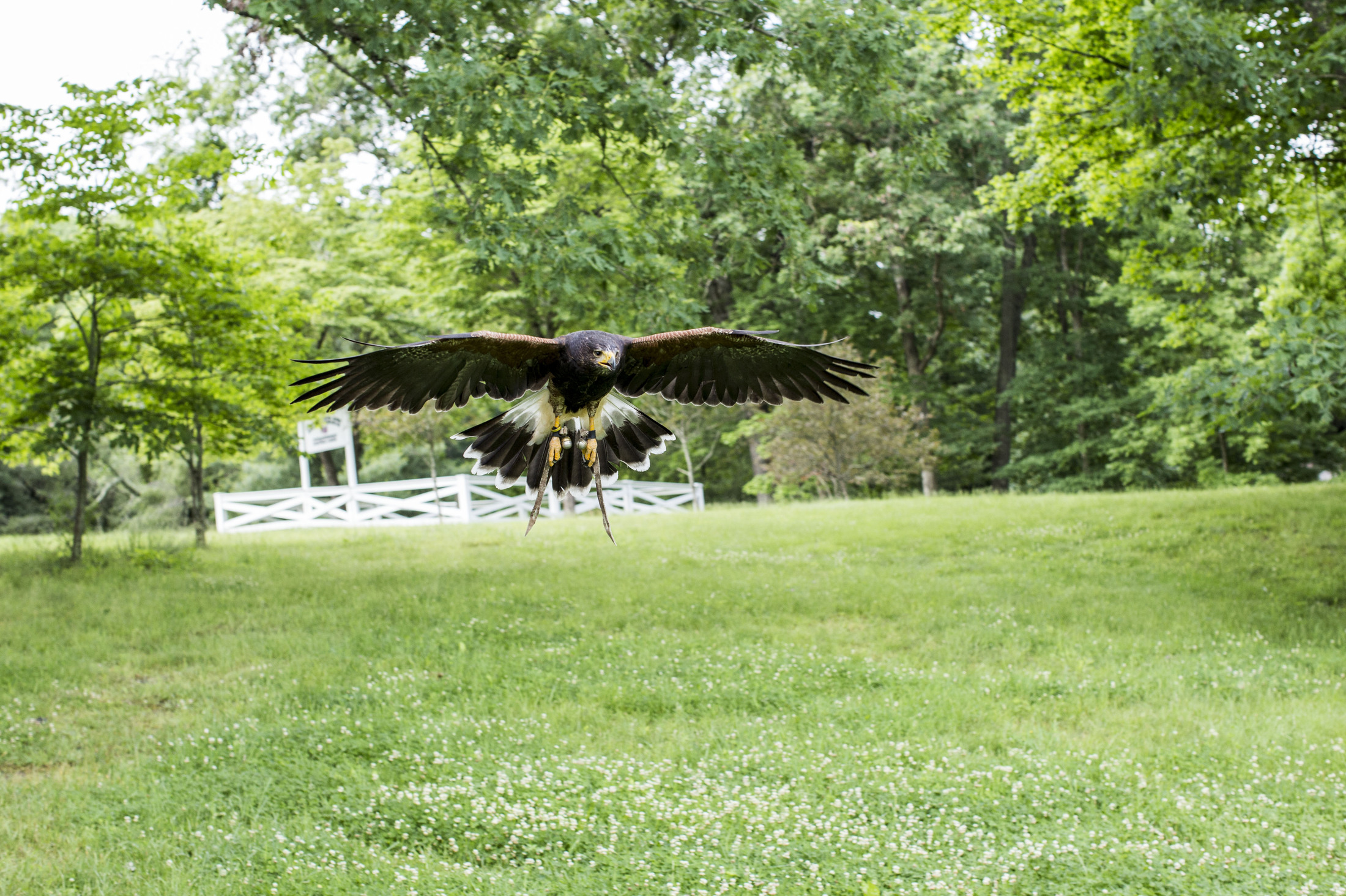 falcon-flying