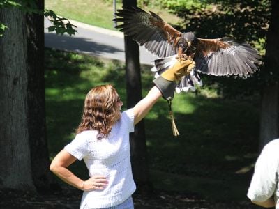 greenbrier_falconry