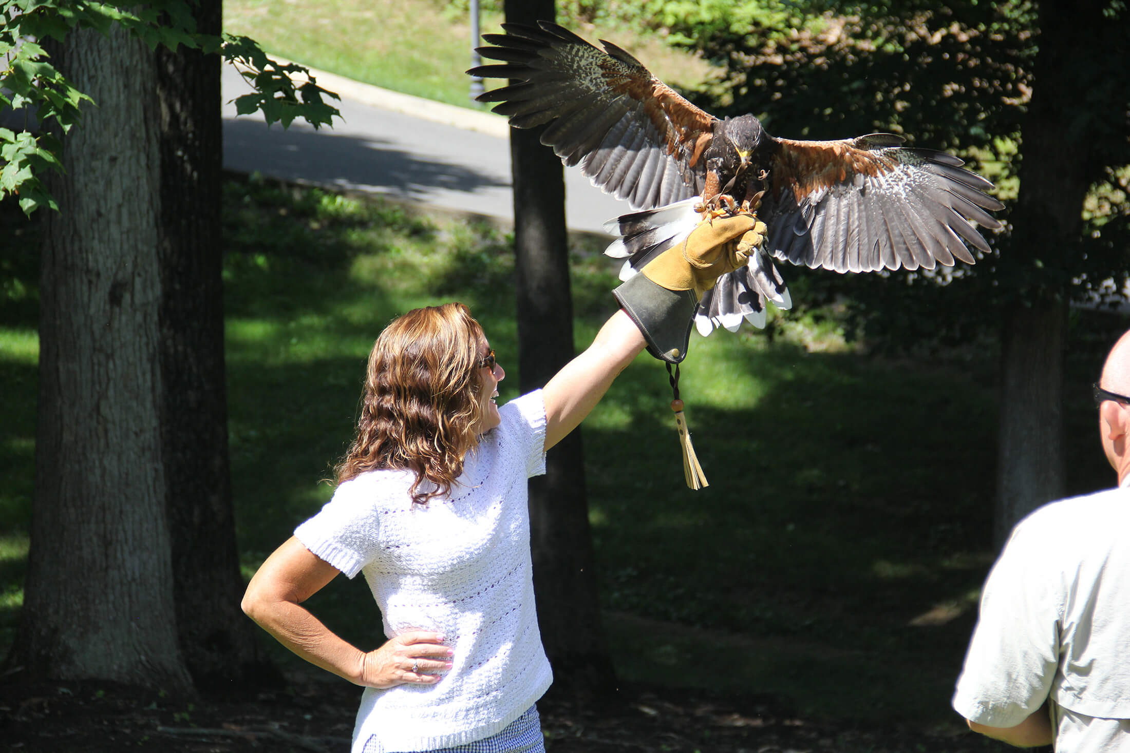 greenbrier_falconry