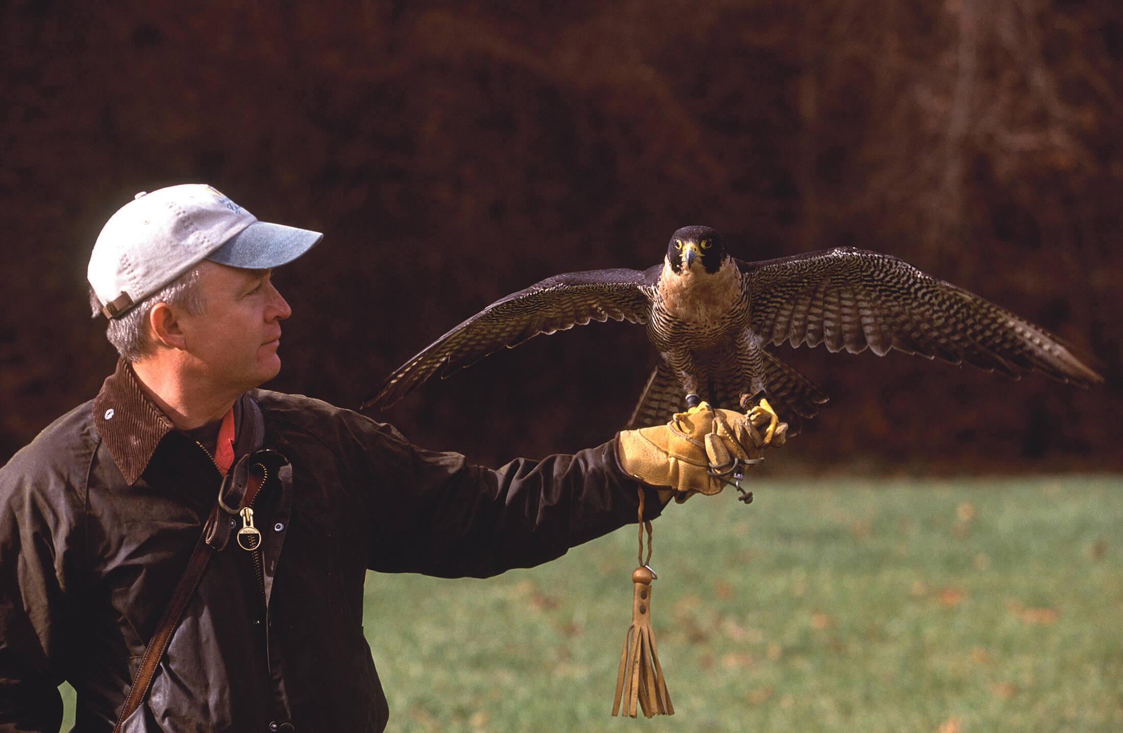 greenbrier_falconry