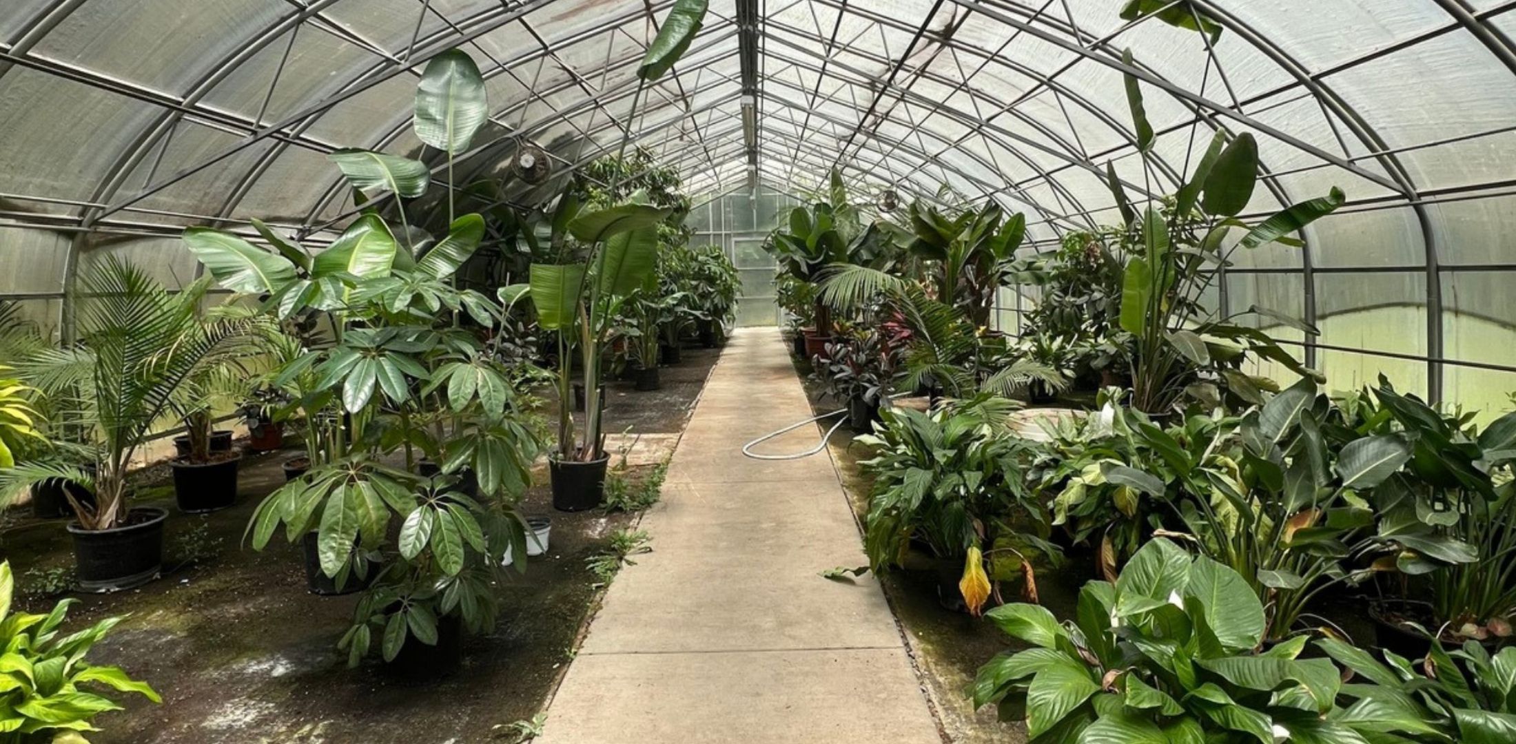 Children's Patriotic Plants